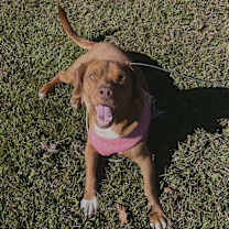 Thumbnail photo of Dumpling #1