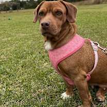 Thumbnail photo of Dumpling #2