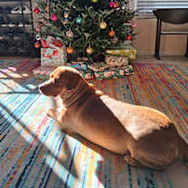 Thumbnail photo of Dumpling #4