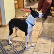 Thumbnail photo of Apollo #3