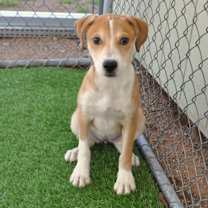 Thumbnail photo of Chia #1