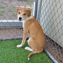 Thumbnail photo of Chia #2