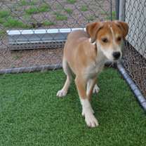 Thumbnail photo of Chia #3