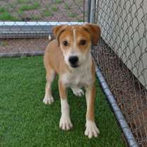 Thumbnail photo of Chia #4