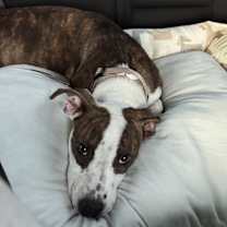 Thumbnail photo of Draco #2