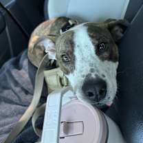 Thumbnail photo of Draco #3