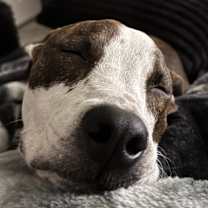 Thumbnail photo of Draco #4