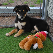 Thumbnail photo of Kahlua #1