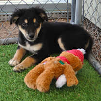 Thumbnail photo of Kahlua #2