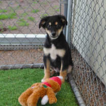 Thumbnail photo of Kahlua #3