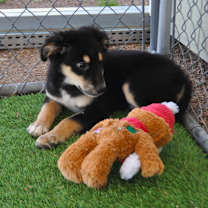 Thumbnail photo of Kahlua #4