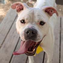 Thumbnail photo of Rosé #1