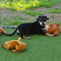 Thumbnail photo of Cola #1