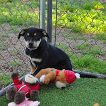 Thumbnail photo of Cola #2