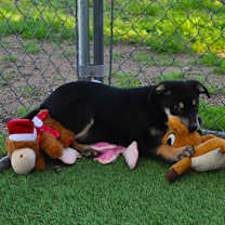 Thumbnail photo of Cola #3