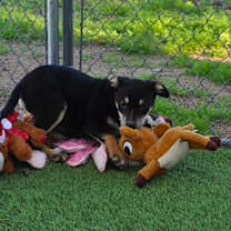 Thumbnail photo of Cola #4