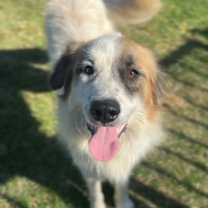 Thumbnail photo of Comet #2