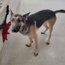 Thumbnail photo of Maverick #1