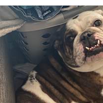 Thumbnail photo of Rebel #4