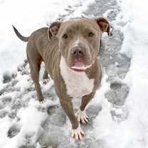 Thumbnail photo of Buttercup #1