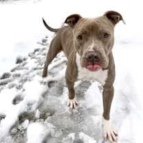 Thumbnail photo of Buttercup #2