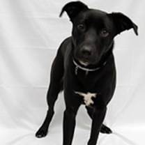 Thumbnail photo of Elf #1