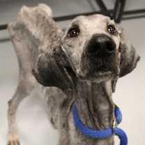 Thumbnail photo of Nutmeg  #2