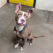 Thumbnail photo of Dinky #1