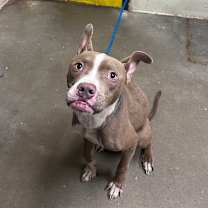 Thumbnail photo of Dinky #3