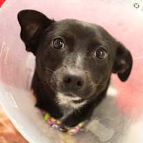 Thumbnail photo of Pippa 22007 #2