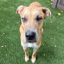 Thumbnail photo of Romeo 8629 #2