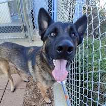 Thumbnail photo of Buckbeak #1