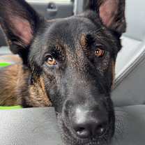 Thumbnail photo of Buckbeak #2