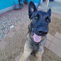 Thumbnail photo of Buckbeak #3