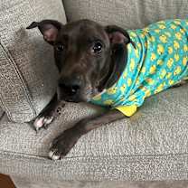 Thumbnail photo of Kobe #1