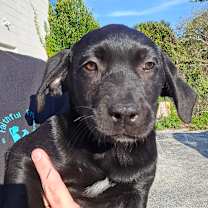 Thumbnail photo of Sentinel #2