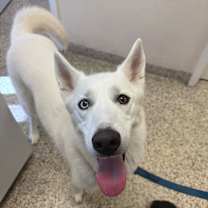 Thumbnail photo of Jax #1