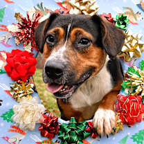 Thumbnail photo of Skeeter #1