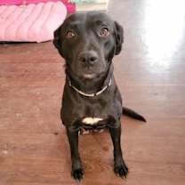 Thumbnail photo of Rudolph #2