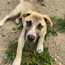 Thumbnail photo of Charlie #3