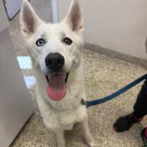 Thumbnail photo of Jax #3