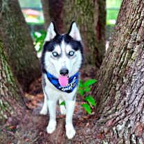 Thumbnail photo of Oatmeal #2