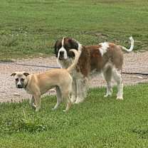 Thumbnail photo of Charlie #4