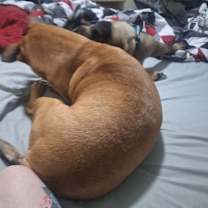 Thumbnail photo of Scarlett #2