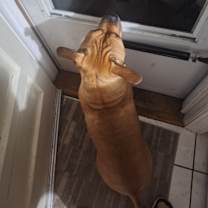 Thumbnail photo of Scarlett #3