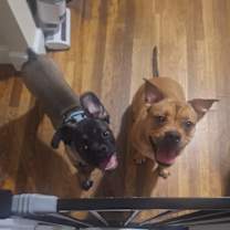 Thumbnail photo of Scarlett #4