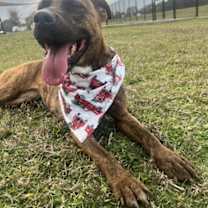 Thumbnail photo of Peanut #3