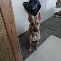 Thumbnail photo of Charli #3