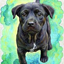 Thumbnail photo of Bandit #1