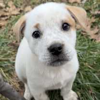 Thumbnail photo of Betty White #2